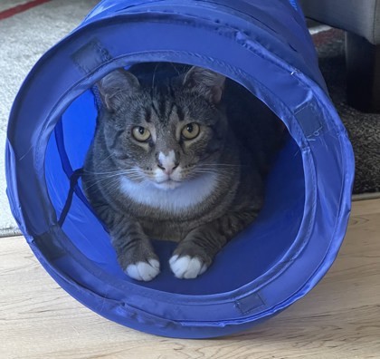 Oli