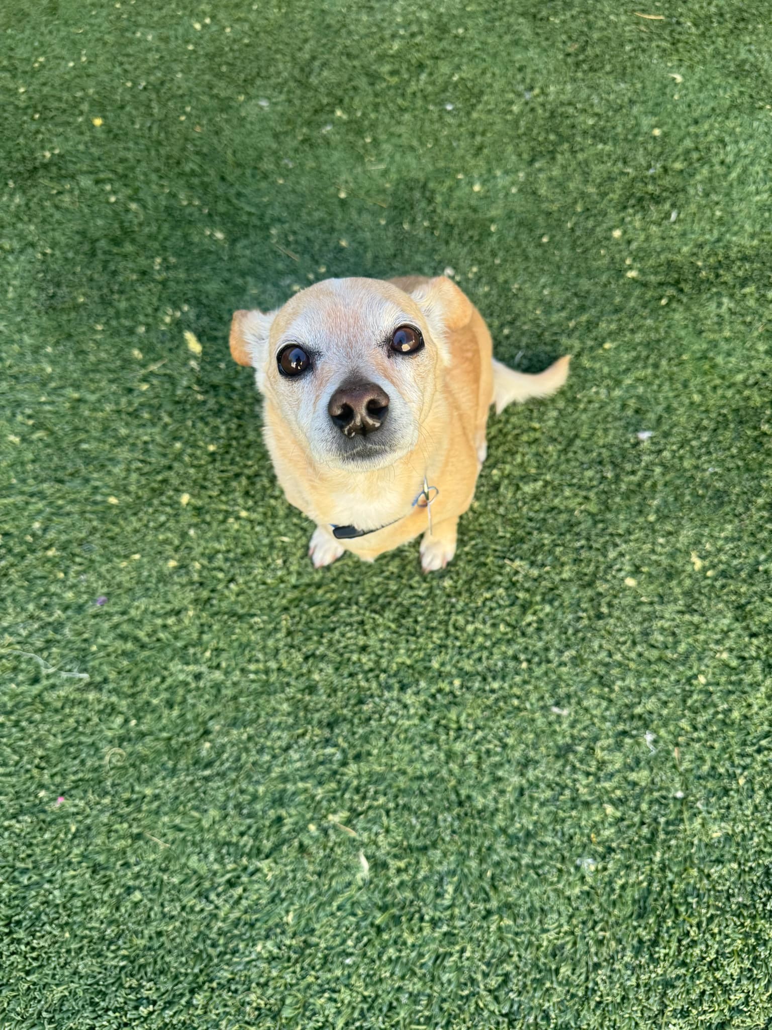 Louie