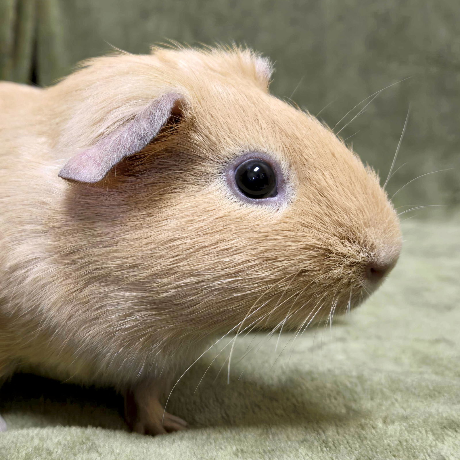 Butternut - Name Your Own Adoption Fee!