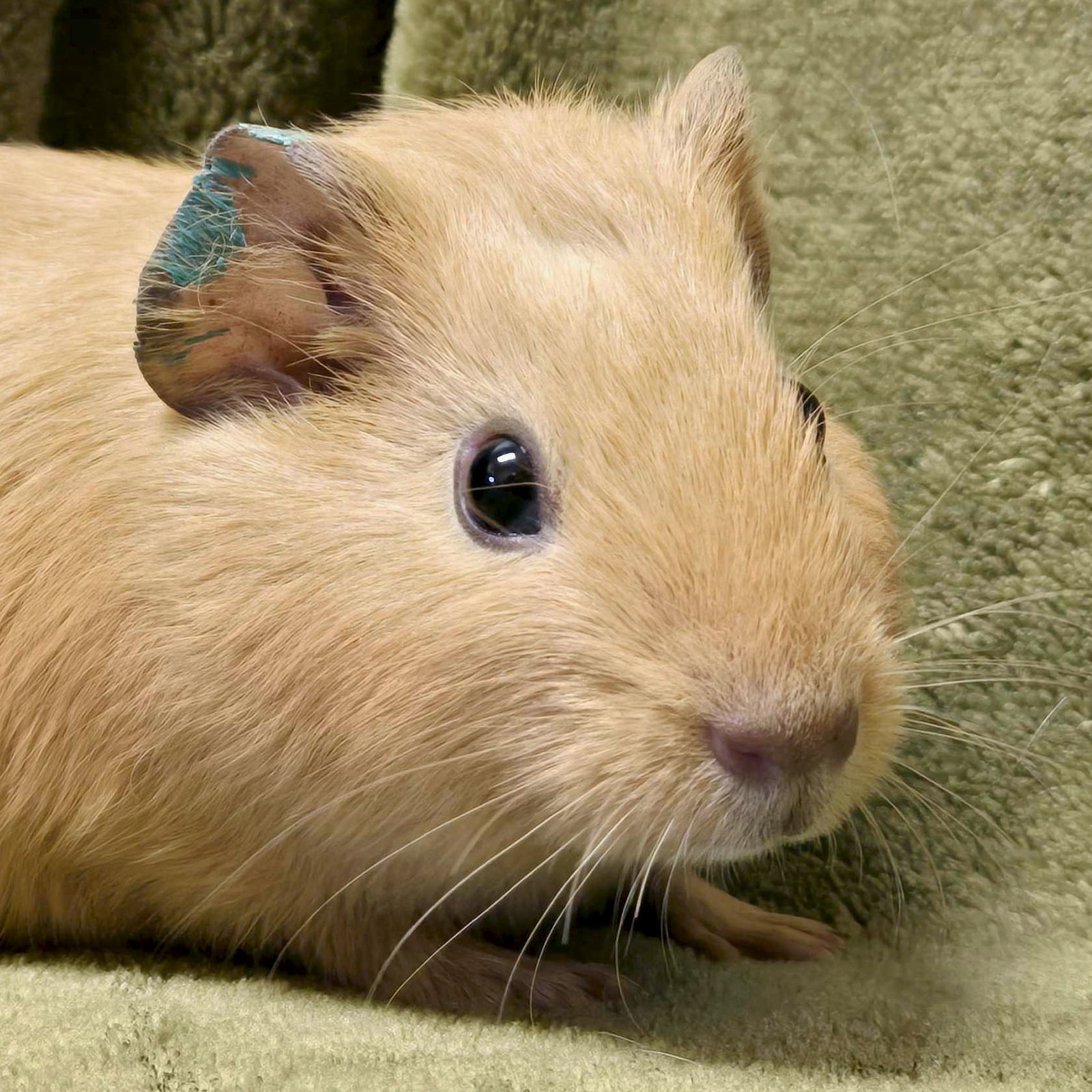 Caramel - Name Your Own Adoption Fee!