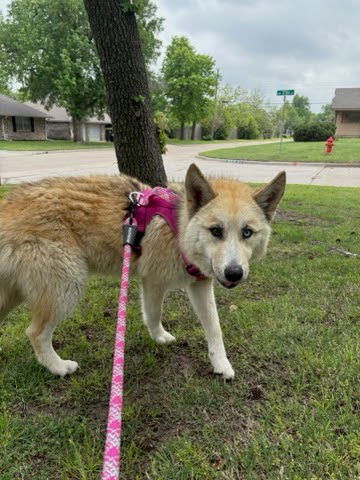Cheyenne