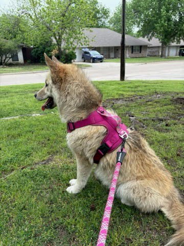 Cheyenne