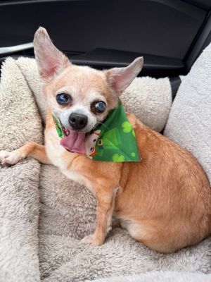 Valeria, Senior Female Mixed Breed