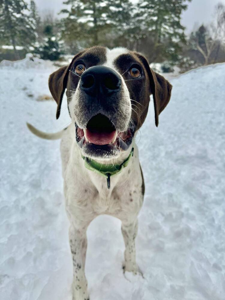 Jester A2637, an adoptable Pointer in Halifax, NS, B3J 3A5 | Photo Image 1