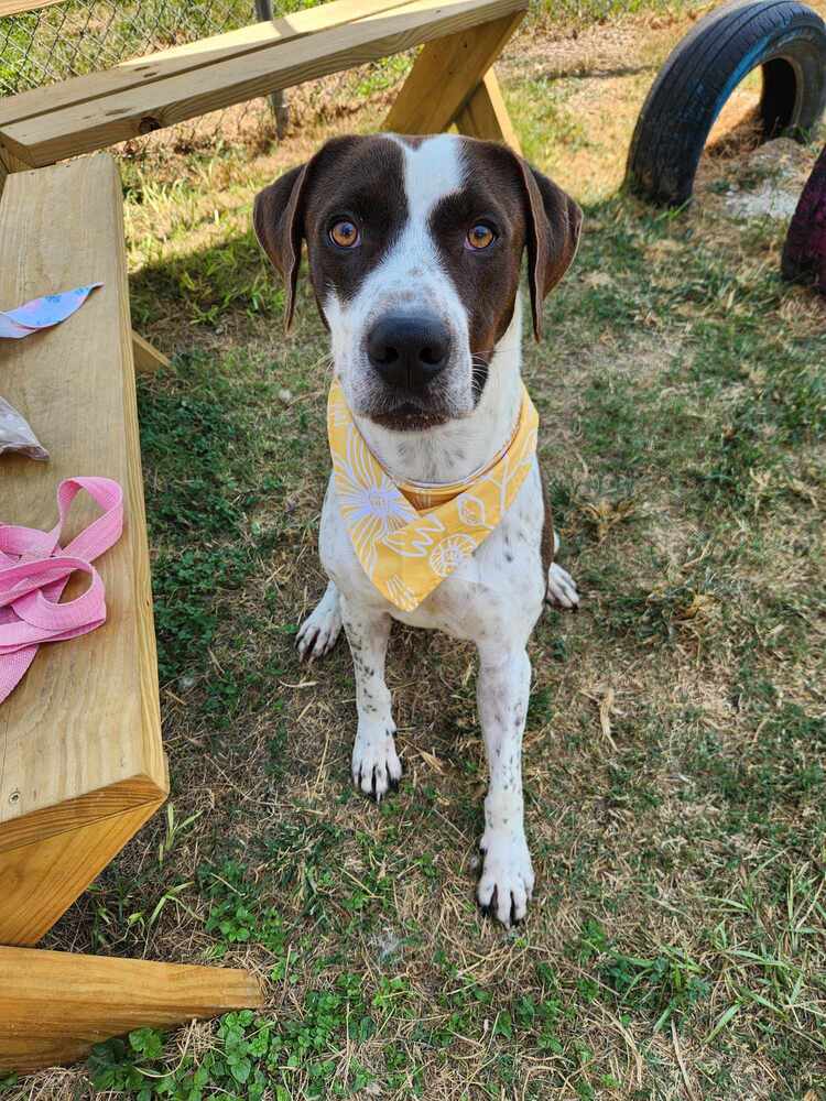 Jester A2637, an adoptable Pointer in Halifax, NS, B3J 3A5 | Photo Image 1