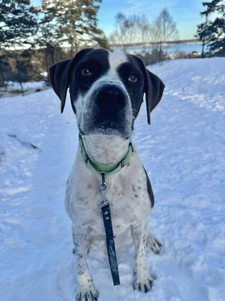 Jester A2637, an adoptable Pointer in Halifax, NS, B3J 3A5 | Photo Image 3