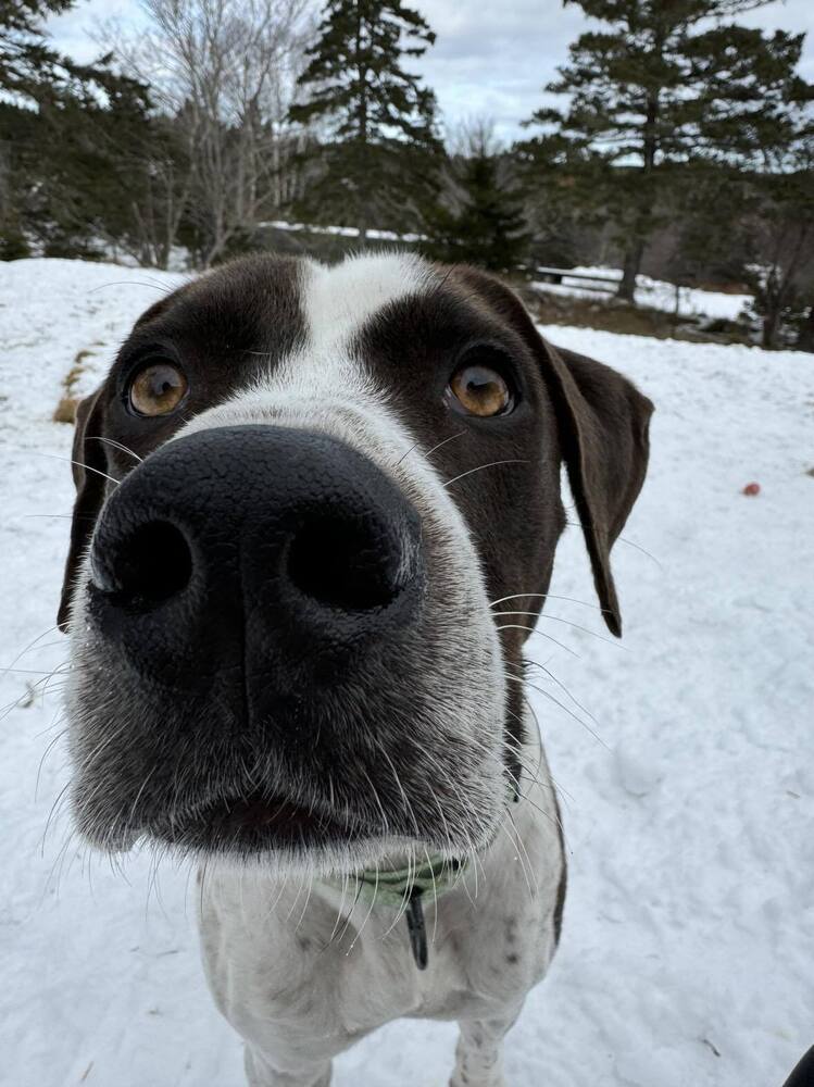 Jester A2637, an adoptable Pointer in Halifax, NS, B3J 3A5 | Photo Image 4