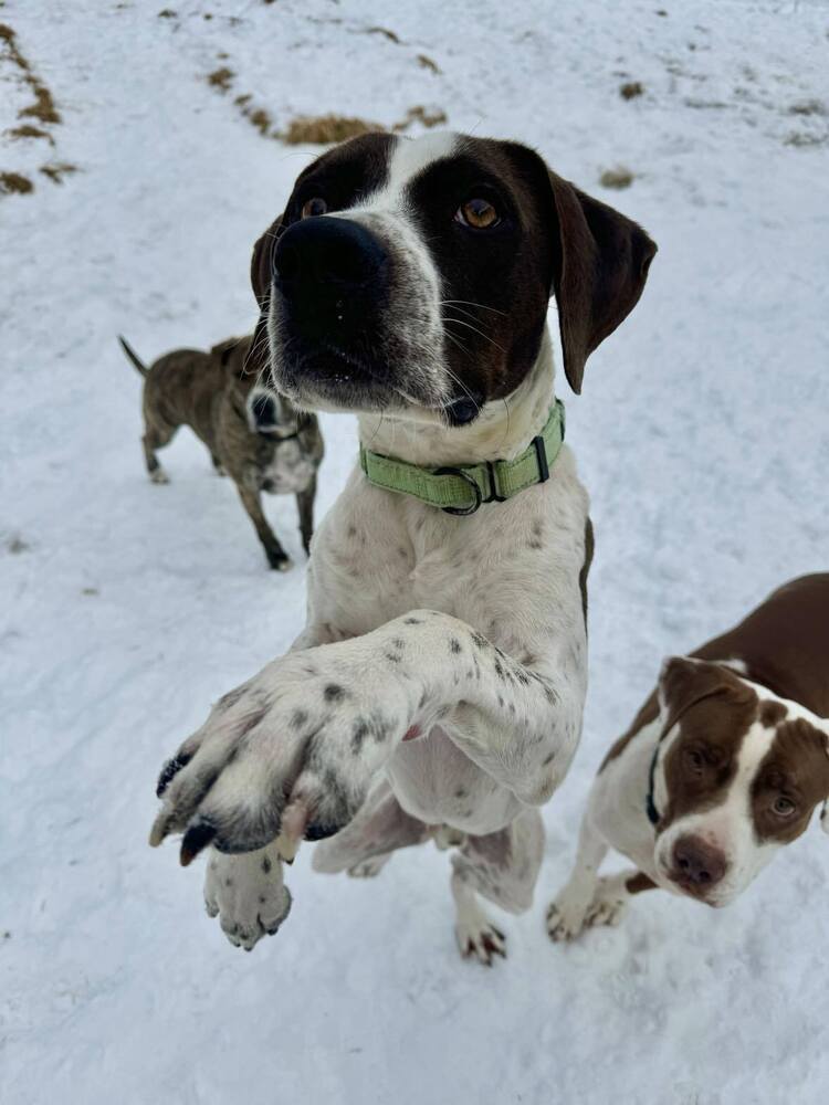 Jester A2637, an adoptable Pointer in Halifax, NS, B3J 3A5 | Photo Image 4