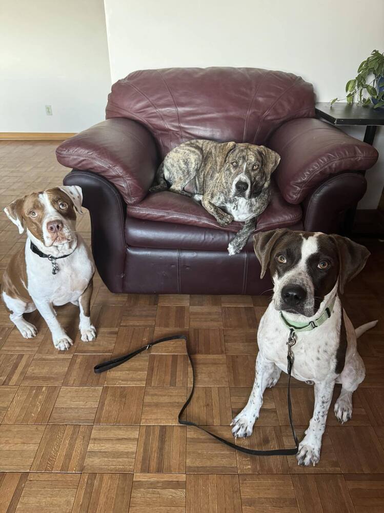 Jester A2637, an adoptable Pointer in Halifax, NS, B3J 3A5 | Photo Image 6