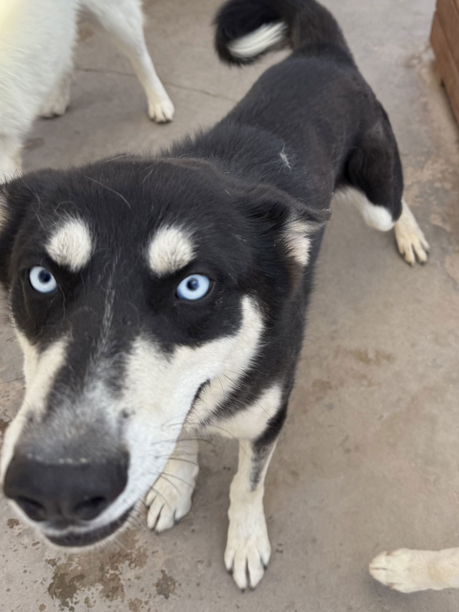 Mike, an adoptable Siberian Husky in Cedar Crest, NM, 87008 | Photo Image 1