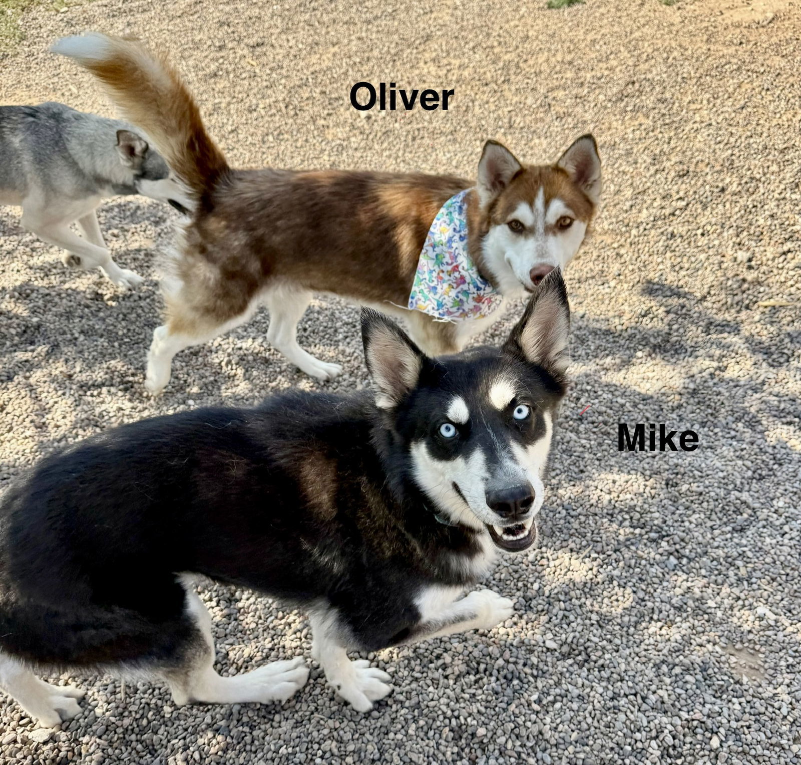 Mike, an adoptable Siberian Husky in Cedar Crest, NM, 87008 | Photo Image 2