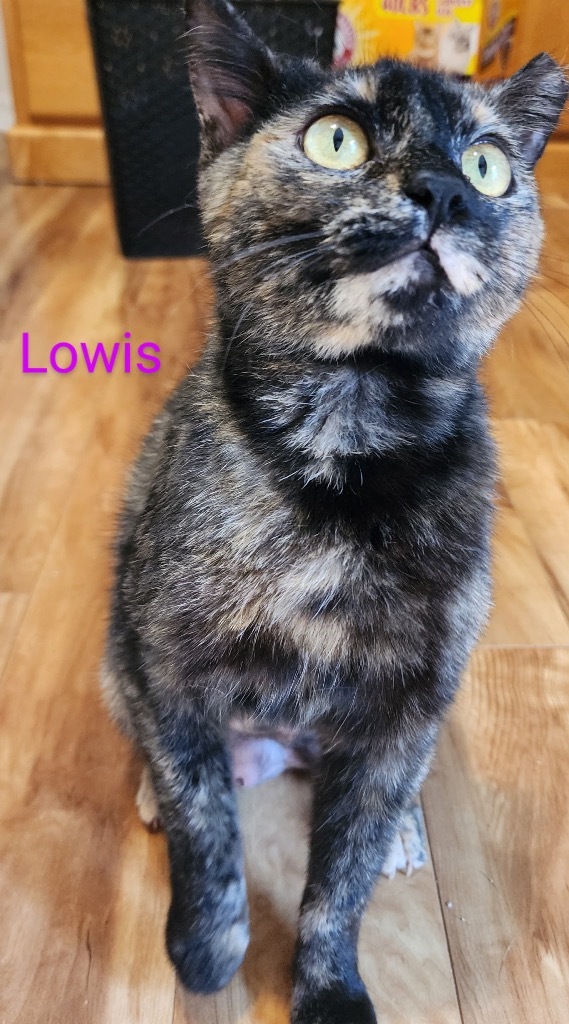 Lowis