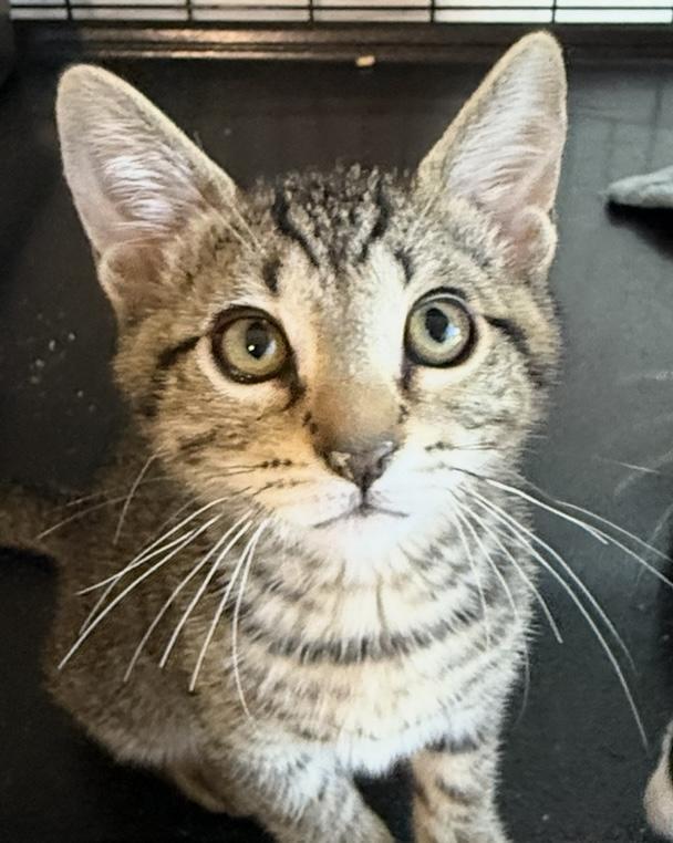 Bob, an adoptable Domestic Short Hair in Ontario, OR, 97914 | Photo Image 3