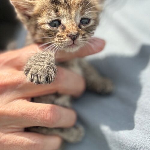 Cloe