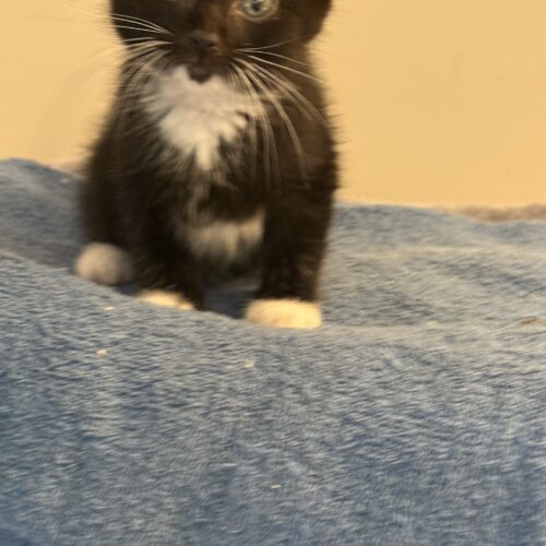 Leo