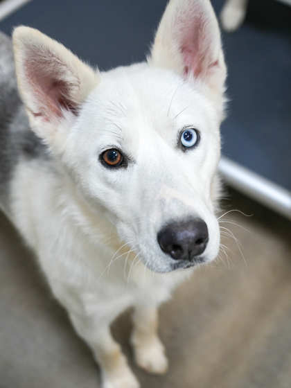 Mya