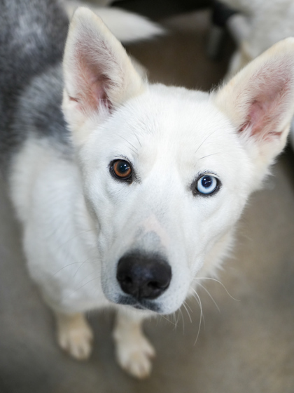 Mya