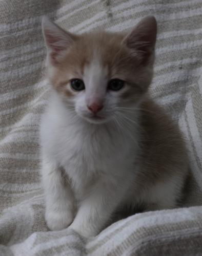 Tex, an adoptable Domestic Medium Hair in Thief River Falls, MN, 56701 | Photo Image 1