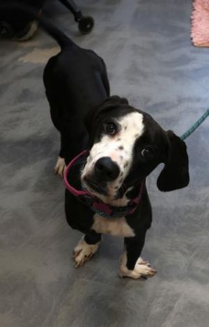 Daisy Dog, Adult Female American Bulldog
