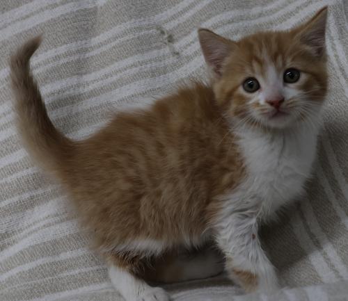 Troy, an adoptable Domestic Medium Hair in Thief River Falls, MN, 56701 | Photo Image 1