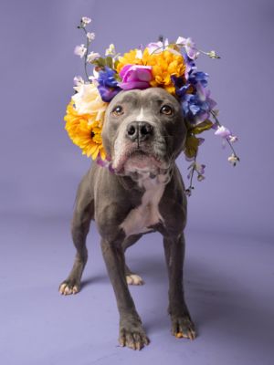 Meet Barktholomew This sweet 4-year-old 44-pound gentleman is as affectionate as they come Despi