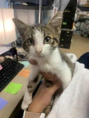 Knight - PREADOPTED, Baby Male Domestic Short Hair