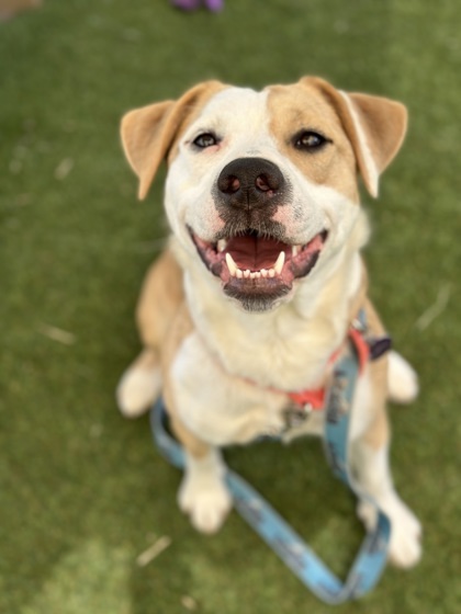 Luna, an adoptable Pit Bull Terrier, Mixed Breed in Durango, CO, 81301 | Photo Image 1