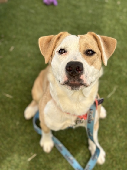Luna, an adoptable Pit Bull Terrier, Mixed Breed in Durango, CO, 81301 | Photo Image 2