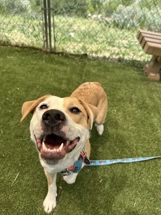 Luna, an adoptable Pit Bull Terrier, Mixed Breed in Durango, CO, 81301 | Photo Image 3