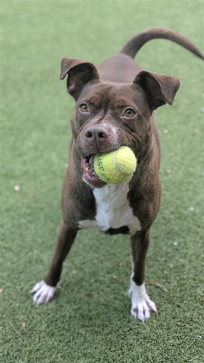Ruby, an adoptable Pit Bull Terrier, Mixed Breed in Hutchinson, KS, 67504 | Photo Image 1