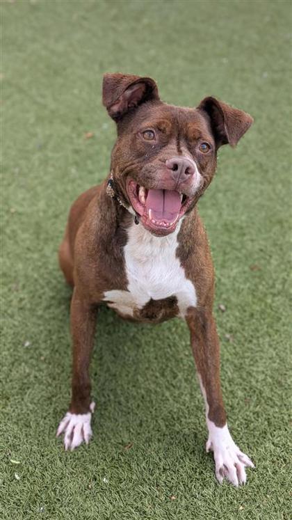 Ruby, an adoptable Pit Bull Terrier, Mixed Breed in Hutchinson, KS, 67504 | Photo Image 2