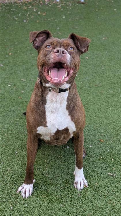 Ruby, an adoptable Pit Bull Terrier, Mixed Breed in Hutchinson, KS, 67504 | Photo Image 3