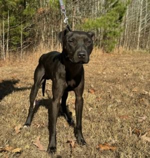 Spike, Adult Male Mixed Breed