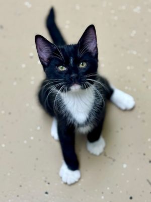 Jupiter, Baby Male Domestic Short Hair