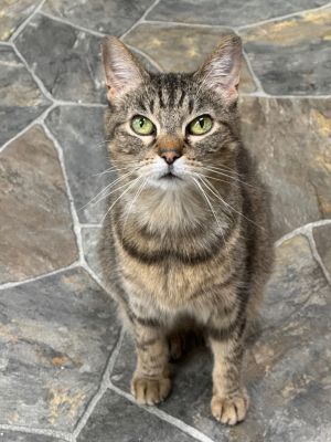Emily, Senior Female Domestic Short Hair
