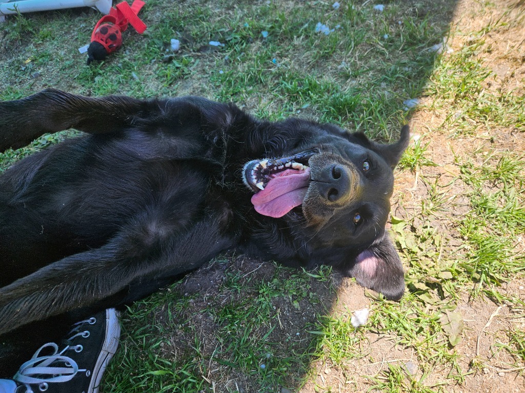 Big Boy