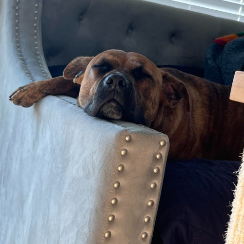 Hogan