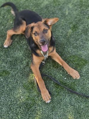 May, Baby Female Shepherd