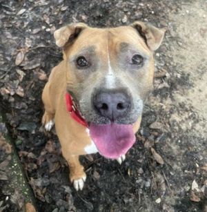 Bill Furry, Adult Male Mixed Breed