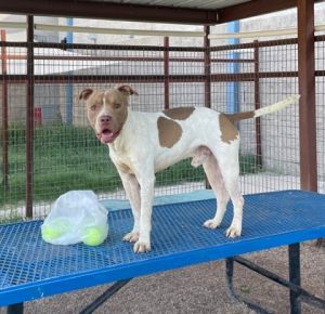 Prince, Adult Male Pit Bull Terrier