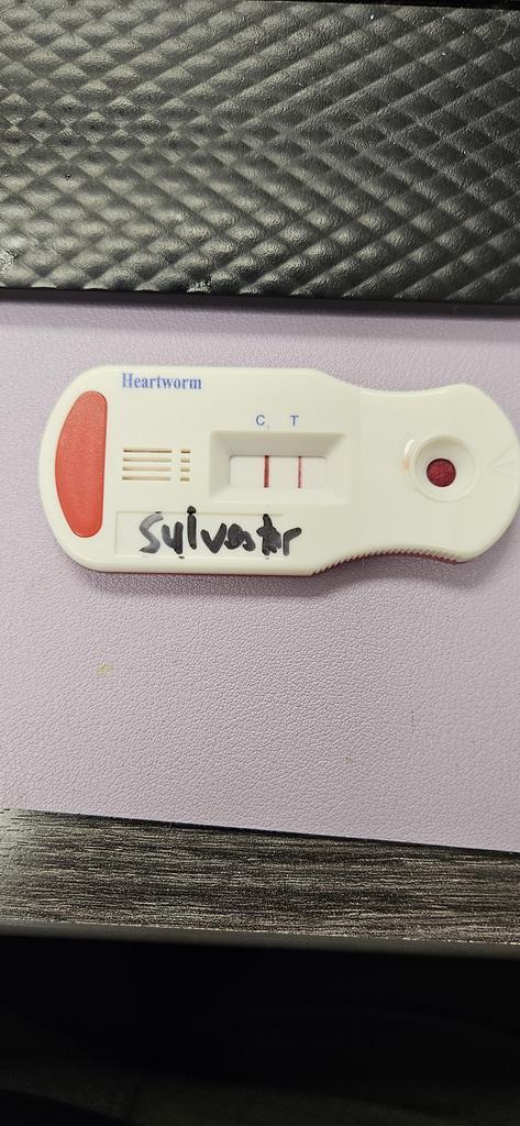 Sylvester
