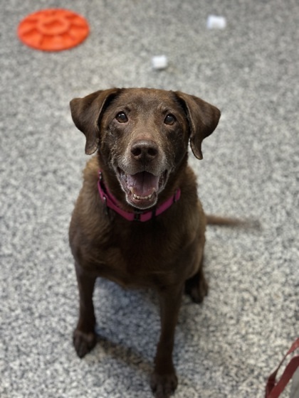 Cocoa, an adoptable Labrador Retriever, Mixed Breed in Rhinelander, WI, 54501 | Photo Image 1