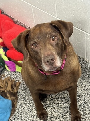 Cocoa, an adoptable Labrador Retriever, Mixed Breed in Rhinelander, WI, 54501 | Photo Image 2
