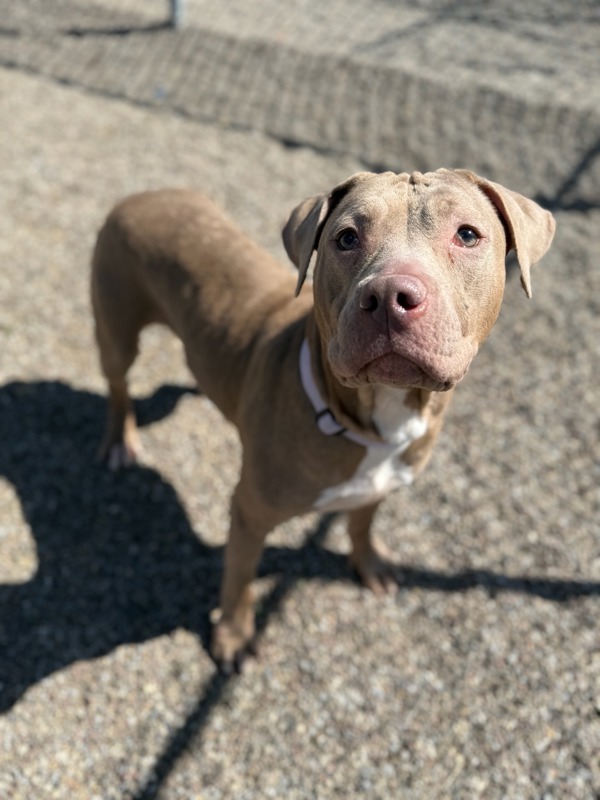 Juniper, an adoptable Mixed Breed in Great Falls, MT, 59405 | Photo Image 1