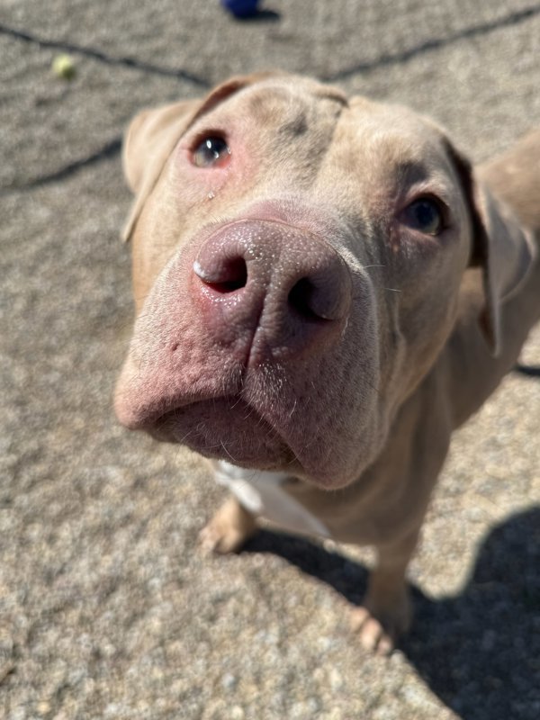 Juniper, an adoptable Mixed Breed in Great Falls, MT, 59405 | Photo Image 2