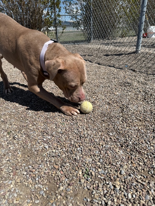 Juniper, an adoptable Mixed Breed in Great Falls, MT, 59405 | Photo Image 3