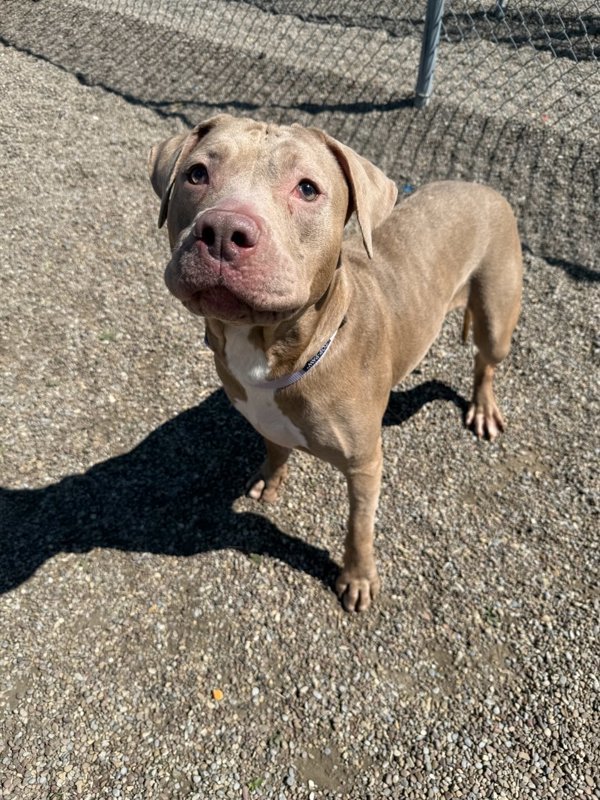 Juniper, an adoptable Mixed Breed in Great Falls, MT, 59405 | Photo Image 4
