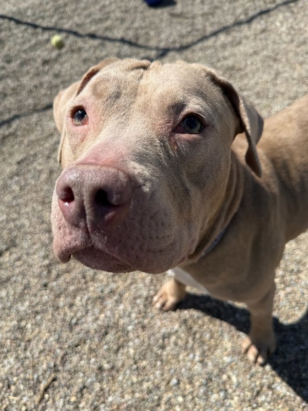 Juniper, an adoptable Mixed Breed in Great Falls, MT, 59405 | Photo Image 5