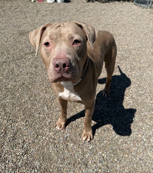 Juniper, an adoptable Mixed Breed in Great Falls, MT, 59405 | Photo Image 6