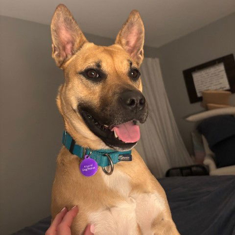 Eartha, an adoptable Shepherd, Pit Bull Terrier in Fargo, ND, 58103 | Photo Image 1